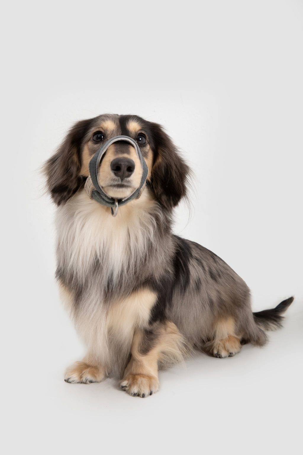Valley Series – Multi-Functional Training Dog Muzzle