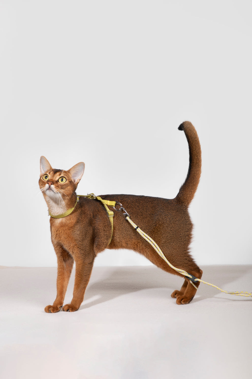 Free Exploration Cat Harness & Leash Set
