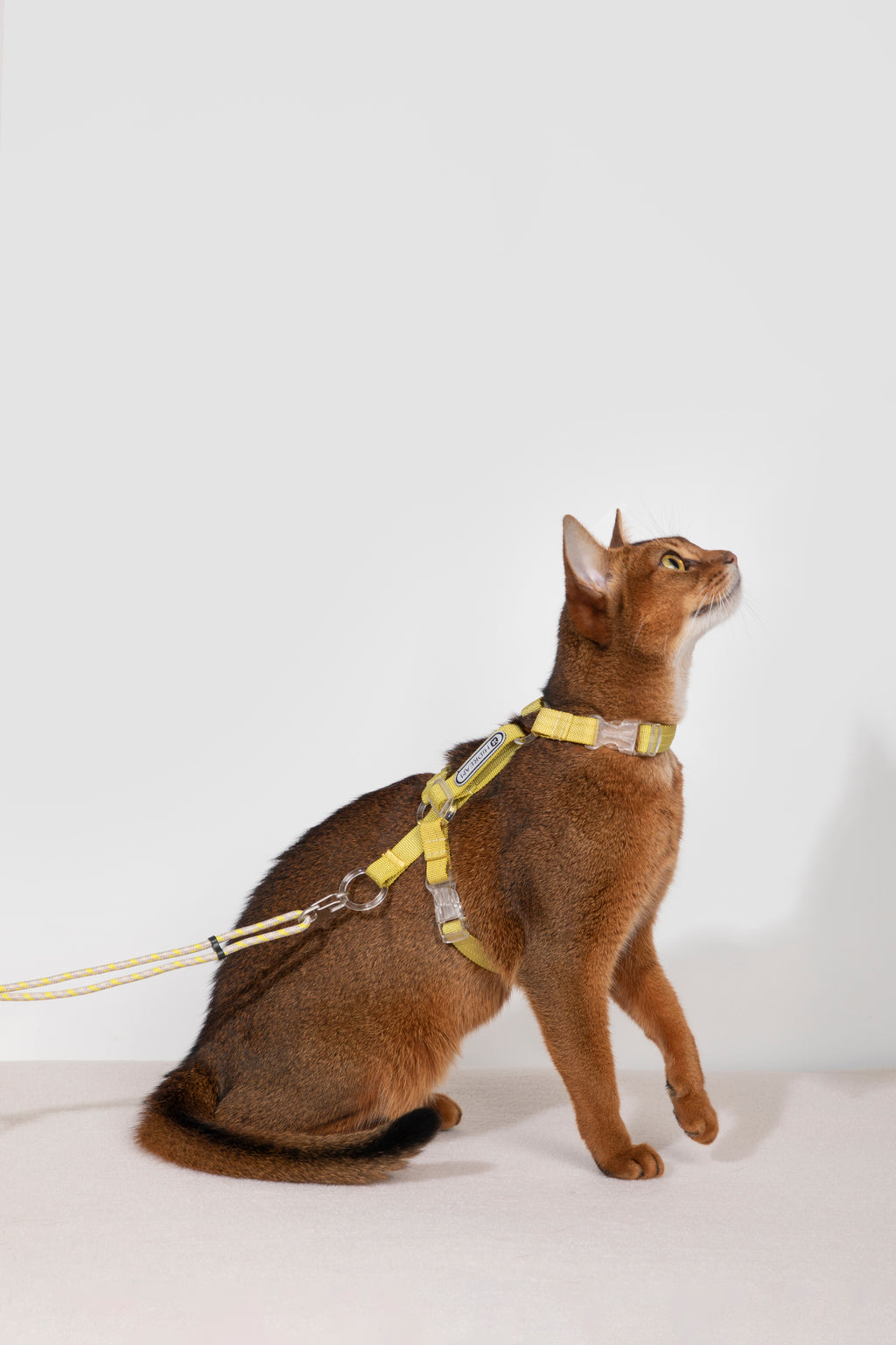Free Exploration Cat Harness & Leash Set