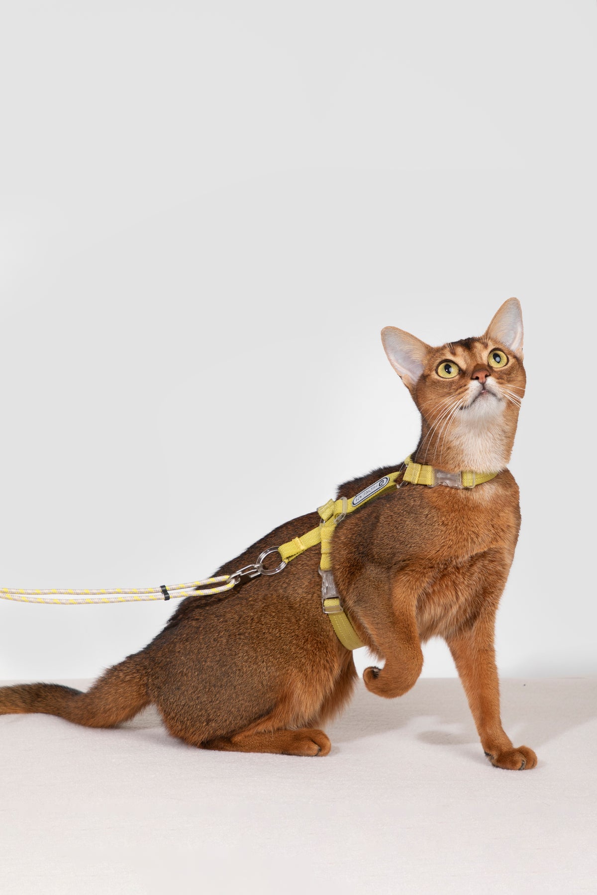 Free Exploration Cat Harness & Leash Set