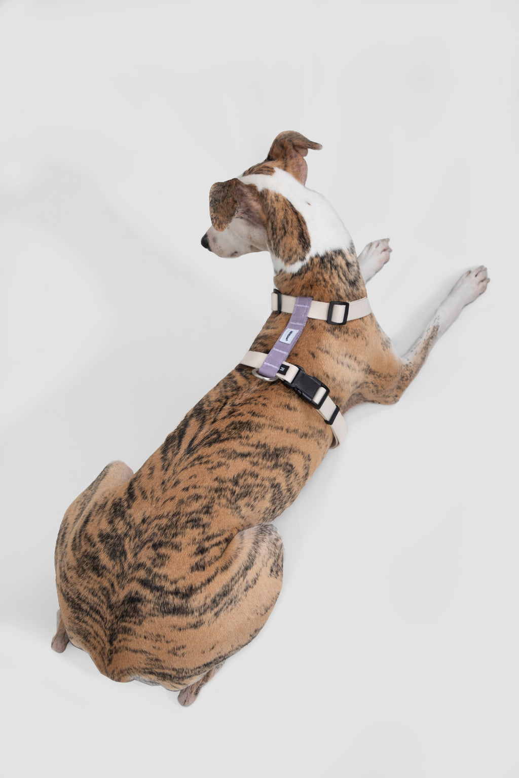 Valley Series - Dog I-Shaped Harness and Leash Set