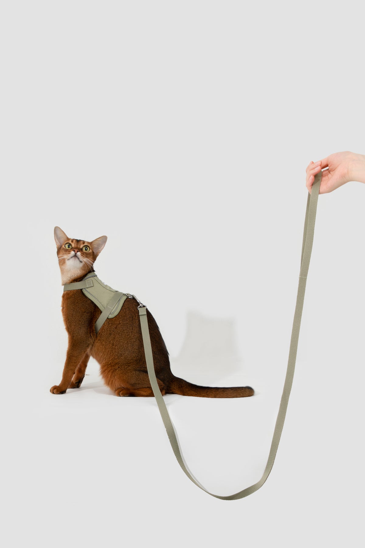 Valley Small Vest Cat Harness & Leash Set