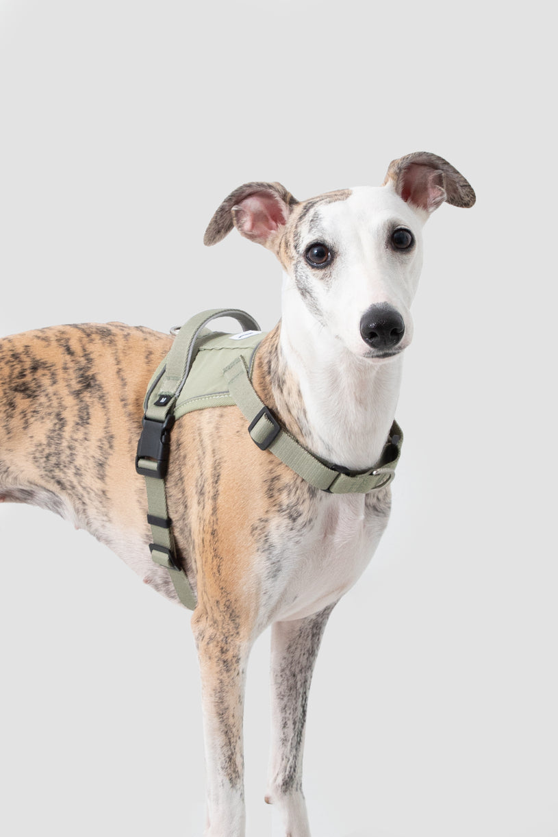 Valley Series - Dog Quick-Wear Anti-Pull Harness
