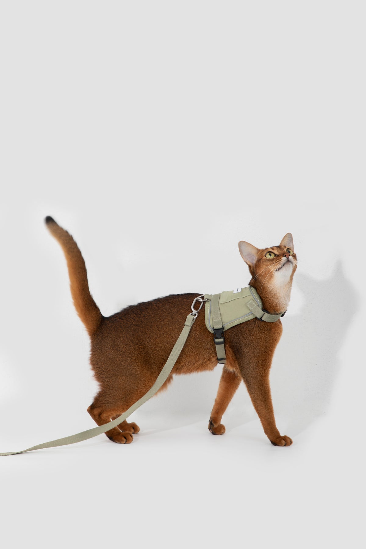 Valley Small Vest Cat Harness & Leash Set