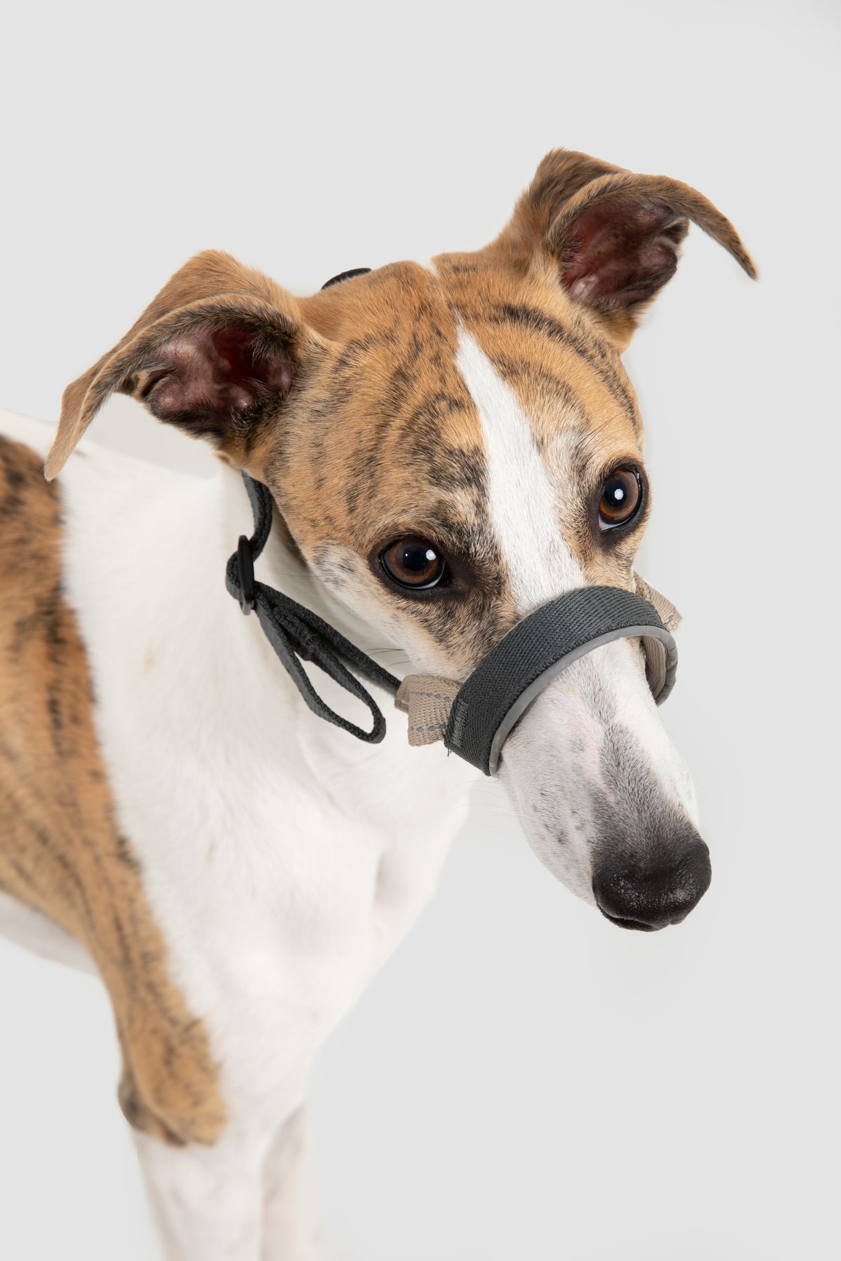 Valley Series – Multi-Functional Training Dog Muzzle