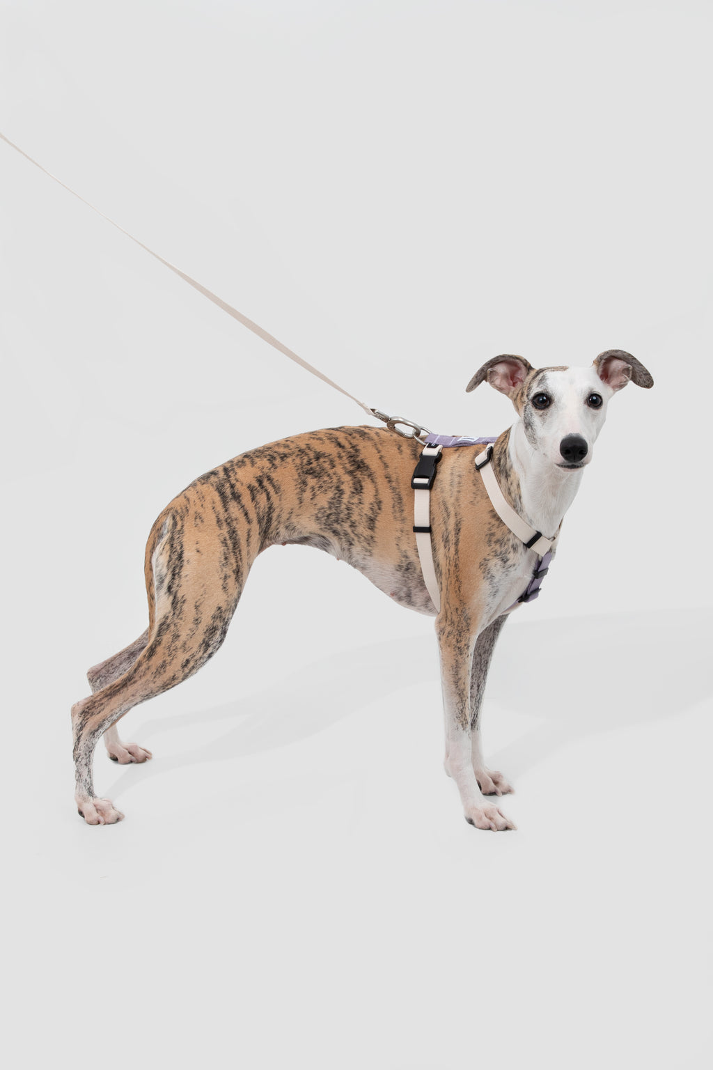 Valley Series - Dog I-Shaped Harness and Leash Set
