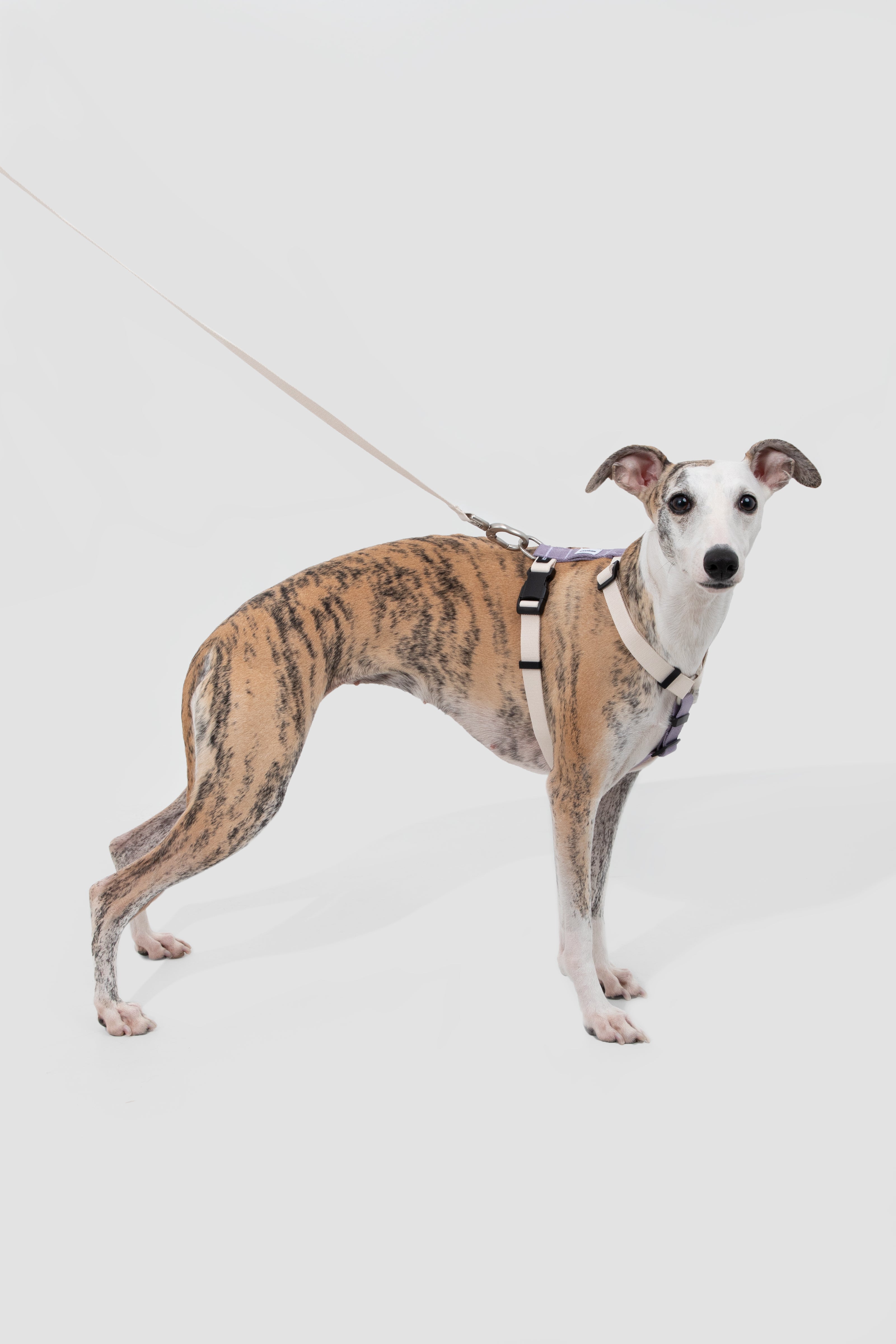 Valley Series - Dog I-Shaped Harness and Leash Set