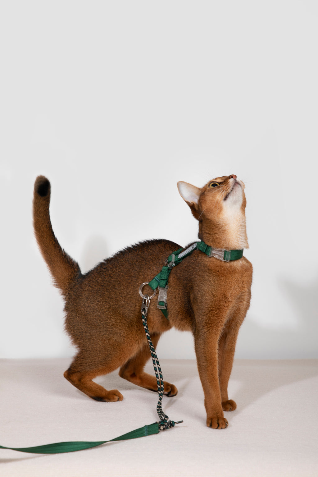 Free Exploration Cat Harness & Leash Set