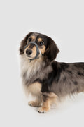 Valley Series – Multi-Functional Training Dog Muzzle