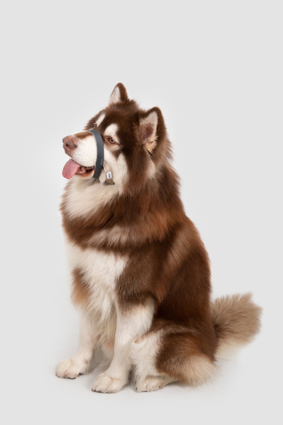 Valley Series – Multi-Functional Training Dog Muzzle