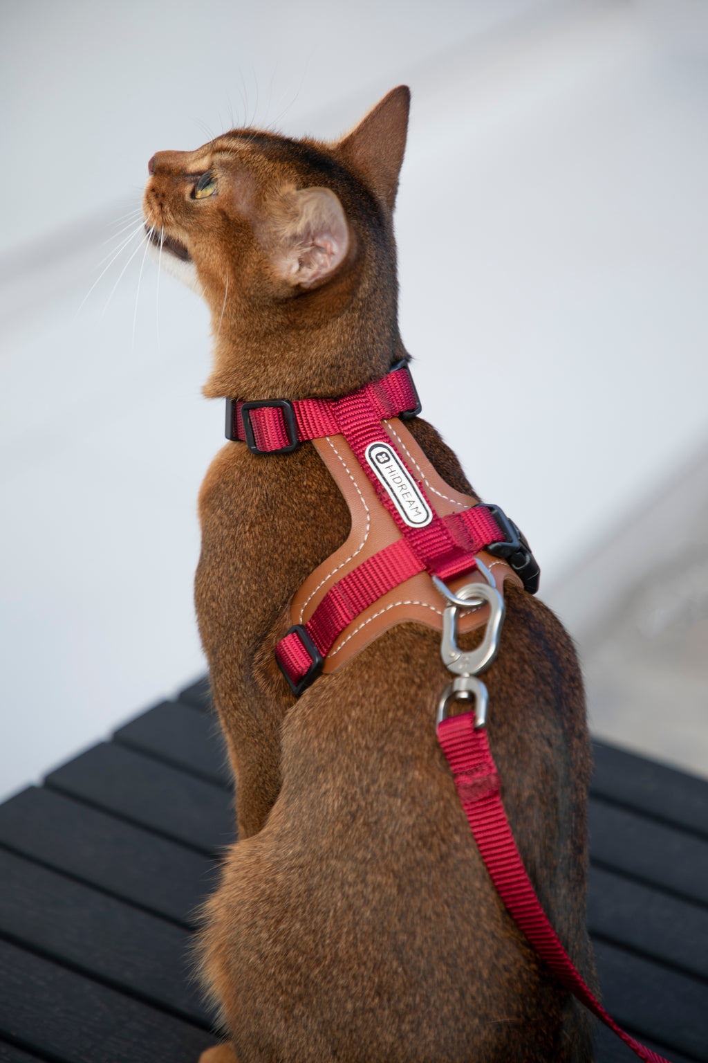 Artisan Leather Cat Harness and Leash Set