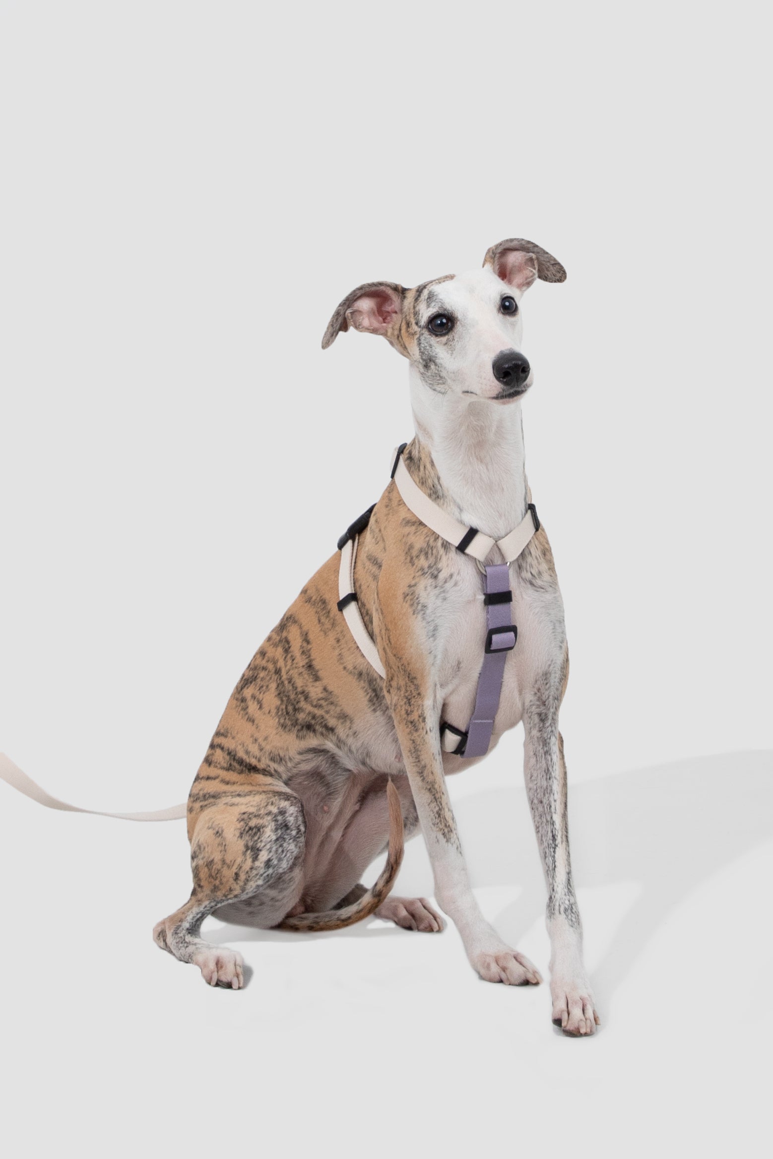 Valley Series - Dog I-Shaped Harness and Leash Set