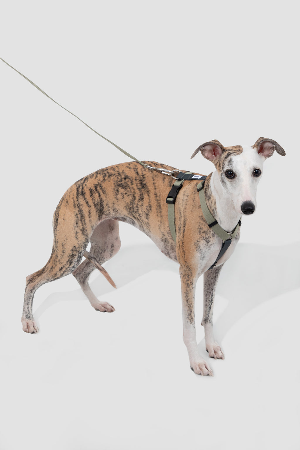 Valley Series - Dog I-Shaped Harness and Leash Set