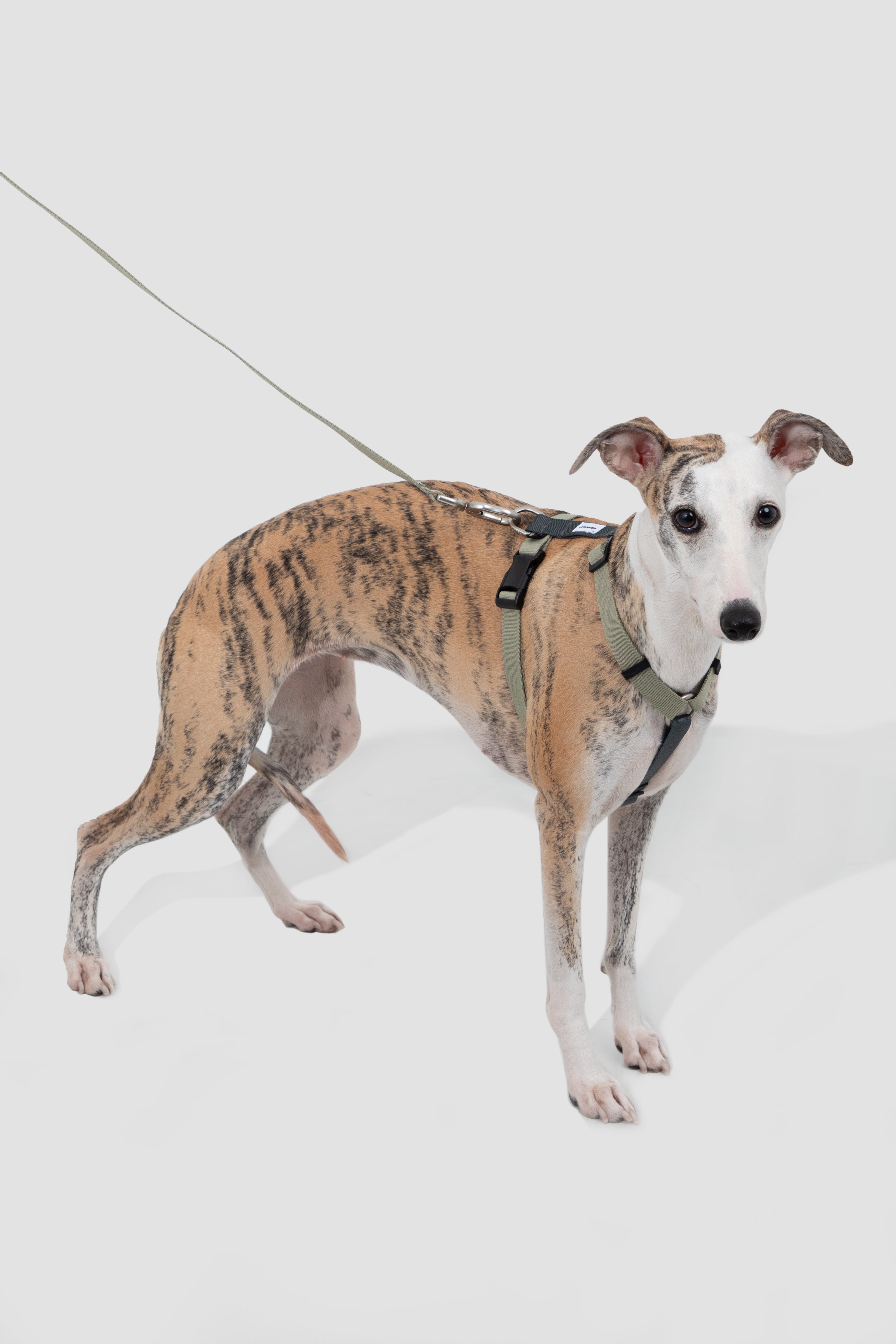 Valley Series - Dog I-Shaped Harness and Leash Set