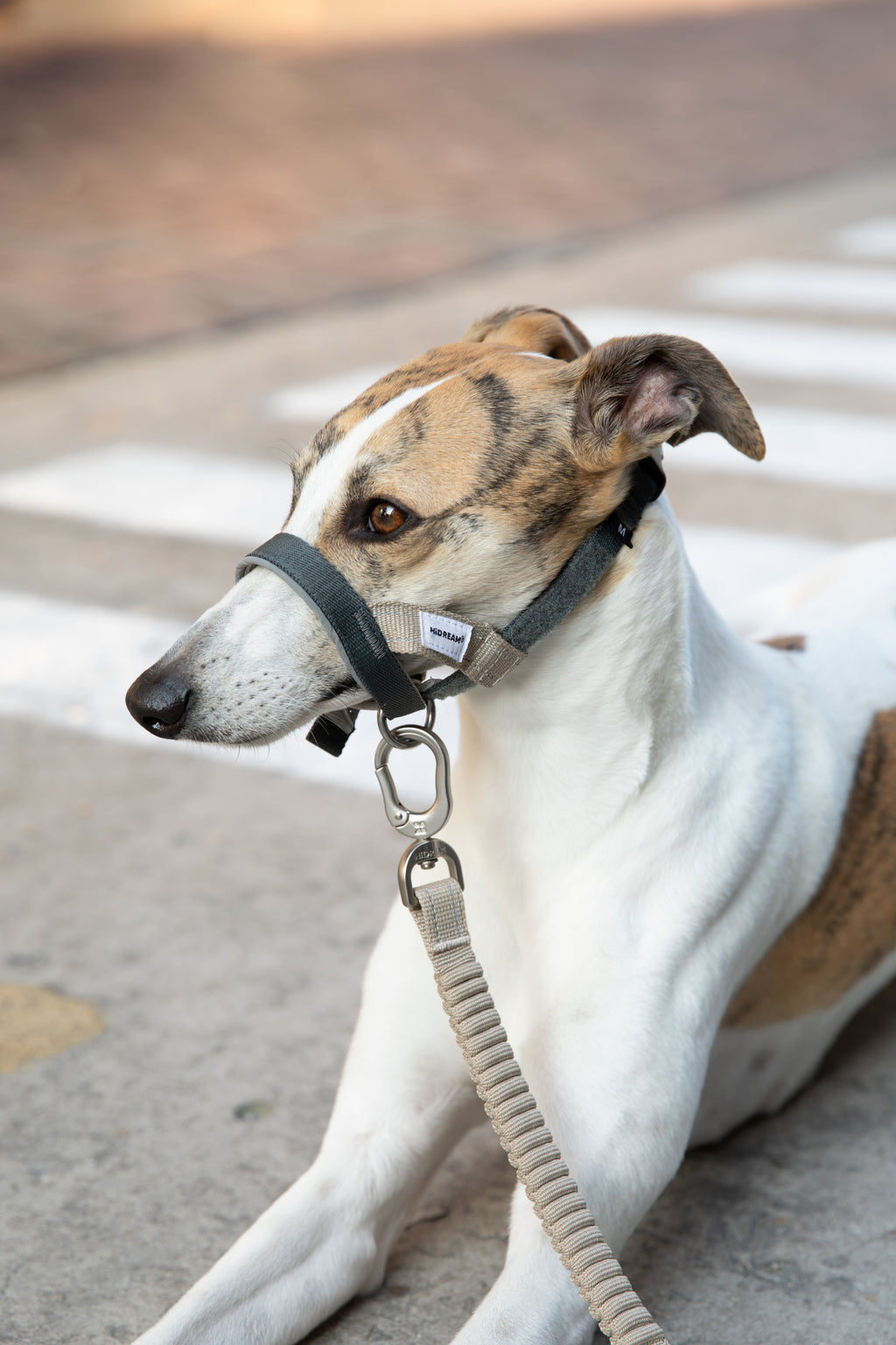 Valley Series – Multi-Functional Training Dog Muzzle