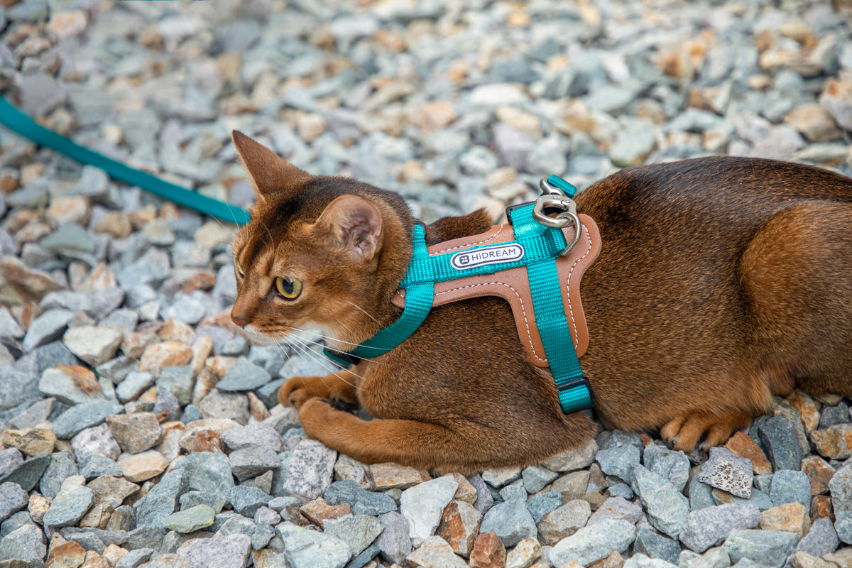 Artisan Leather Cat Harness and Leash Set
