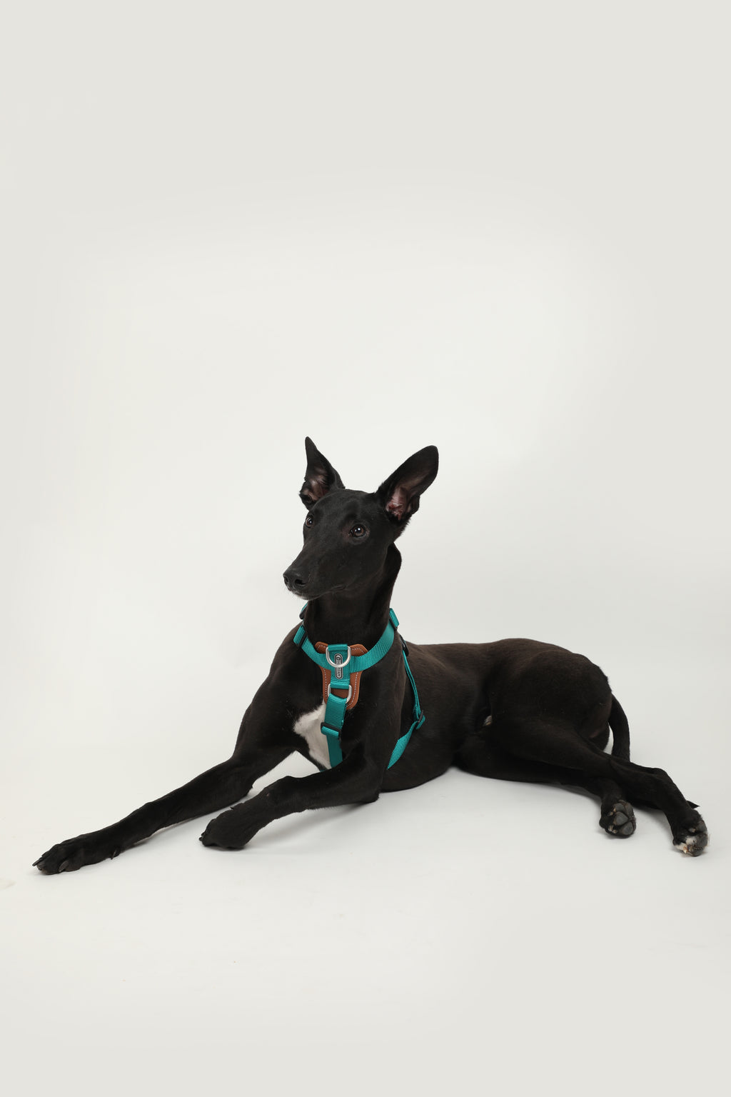 Bobo Series · I-Shaped Harness