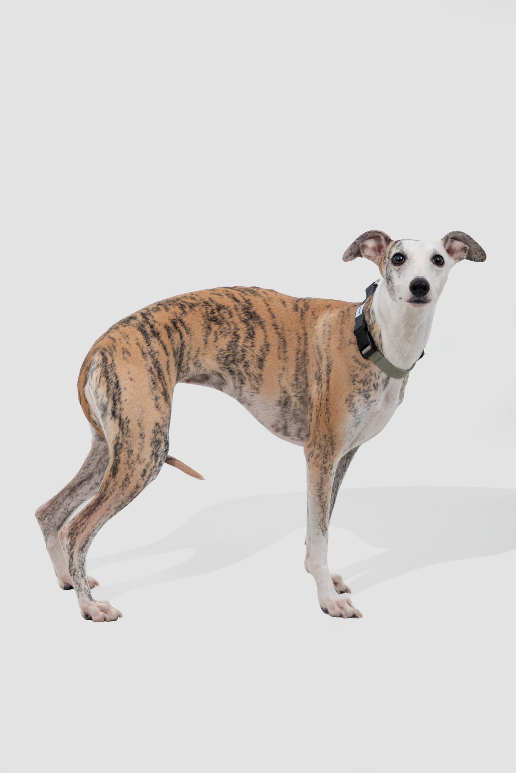 Valley Series · Dog Half-P Anti-Pull Collar