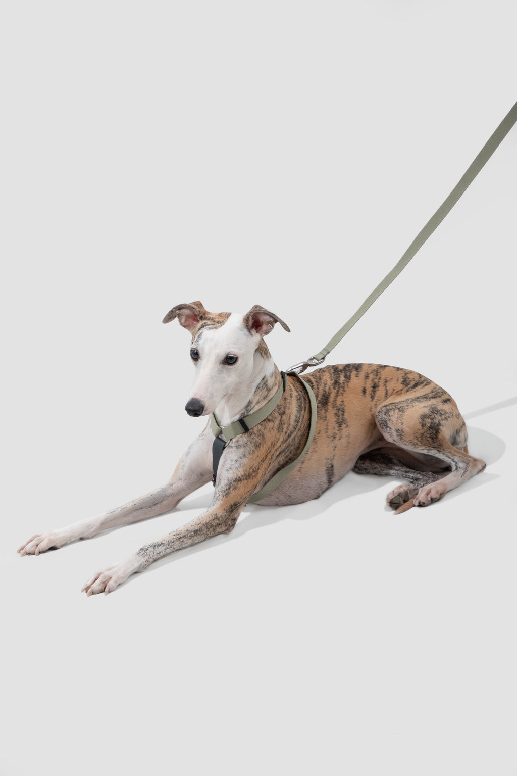 Valley Series - Dog I-Shaped Harness and Leash Set