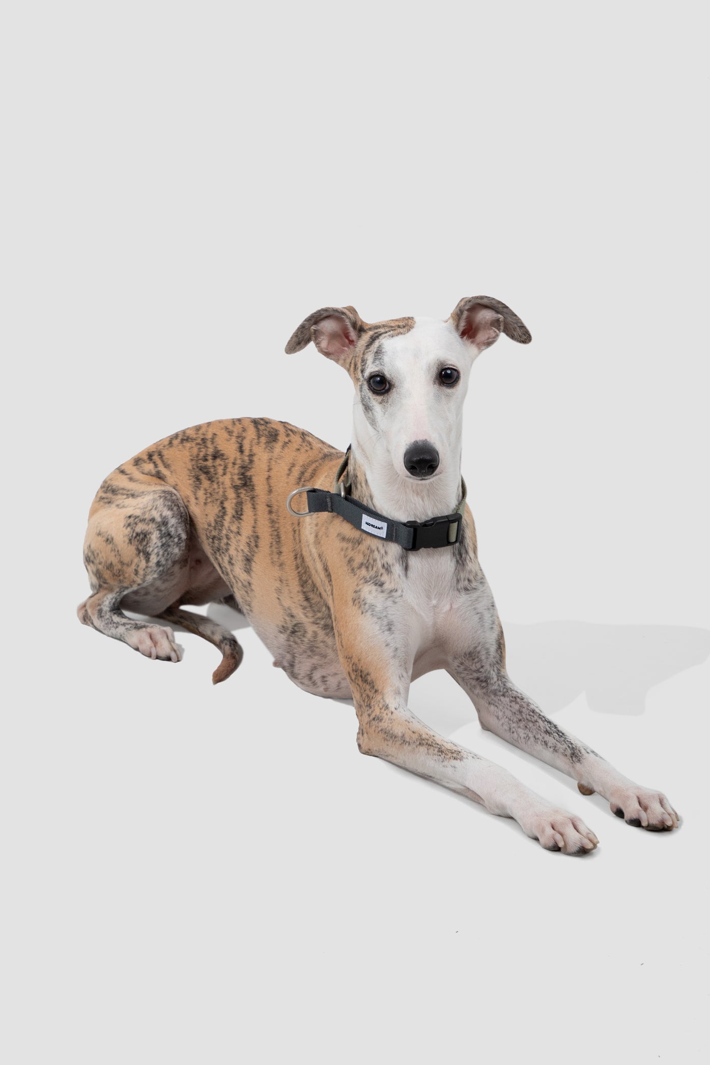 Valley Series · Dog Half-P Anti-Pull Collar