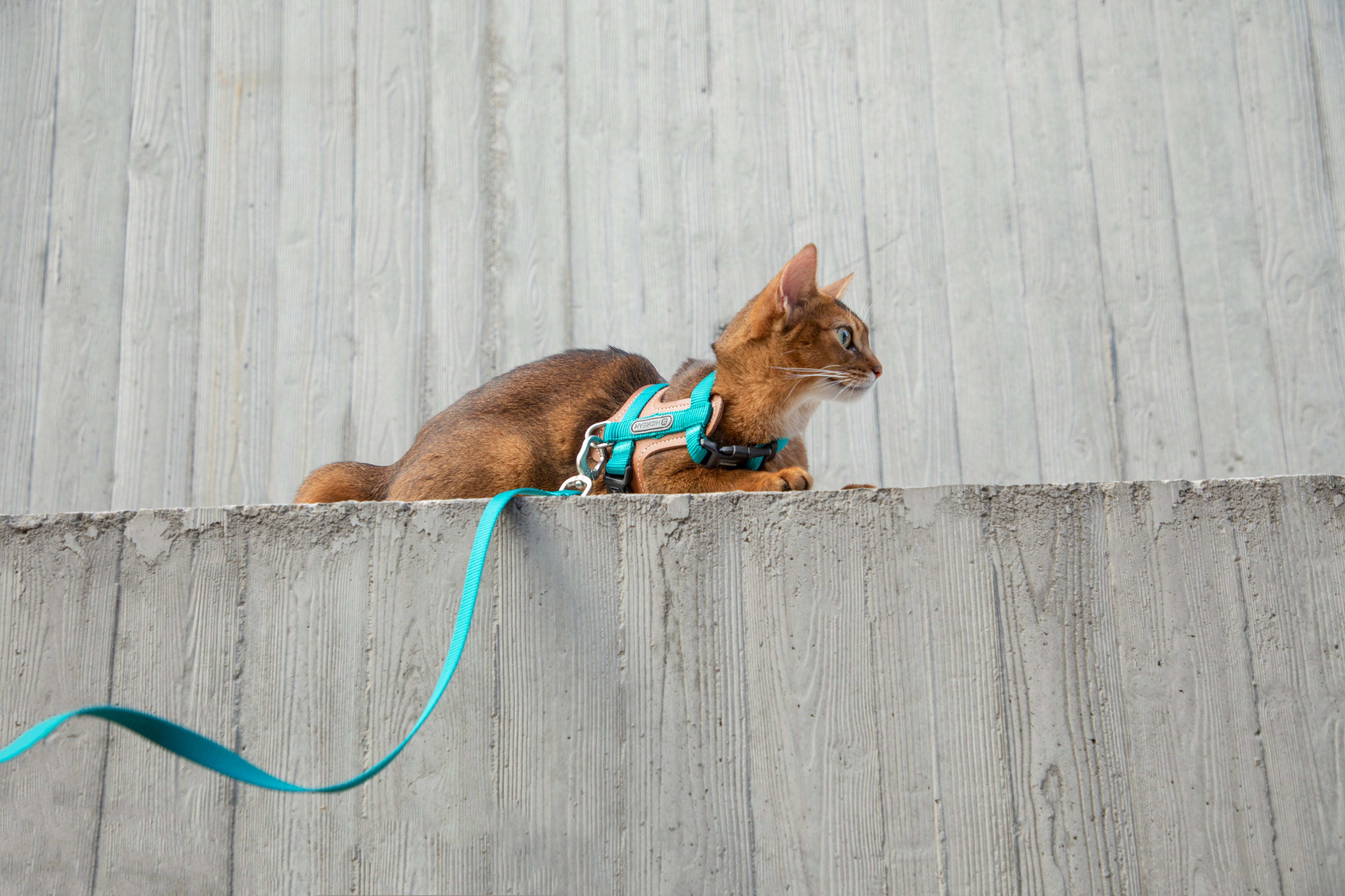 Artisan Leather Cat Harness and Leash Set