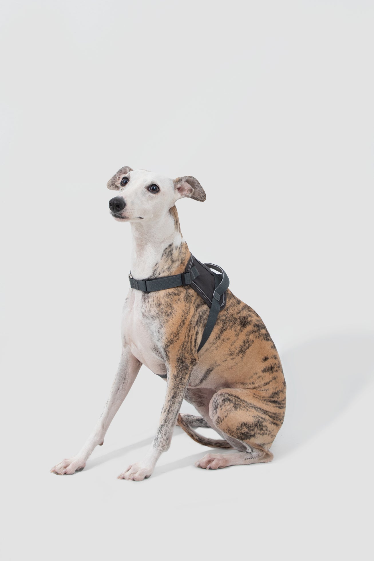 Valley Series - Dog Quick-Wear Anti-Pull Harness