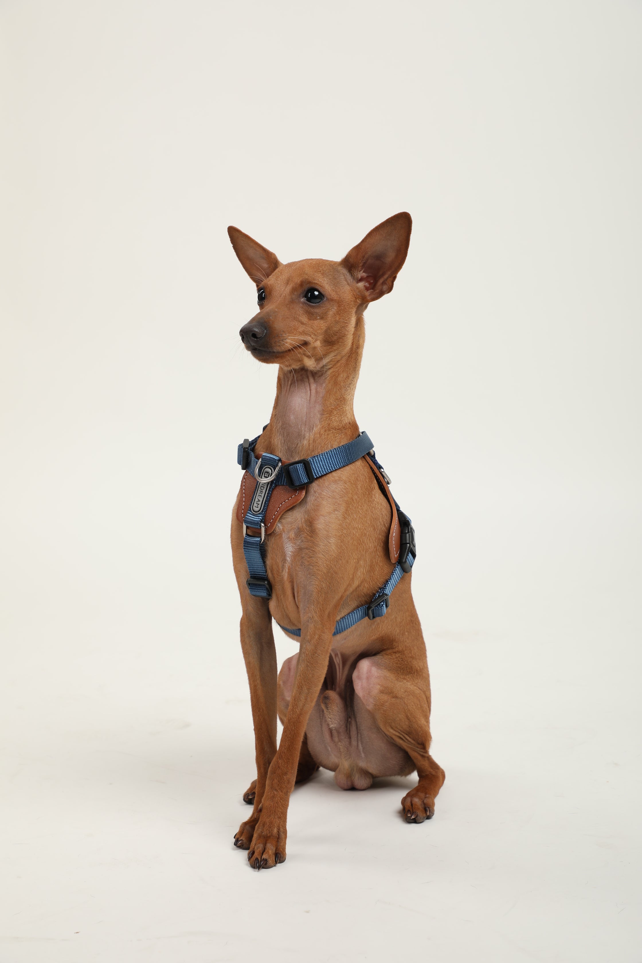 Bobo Series · I-Shaped Harness