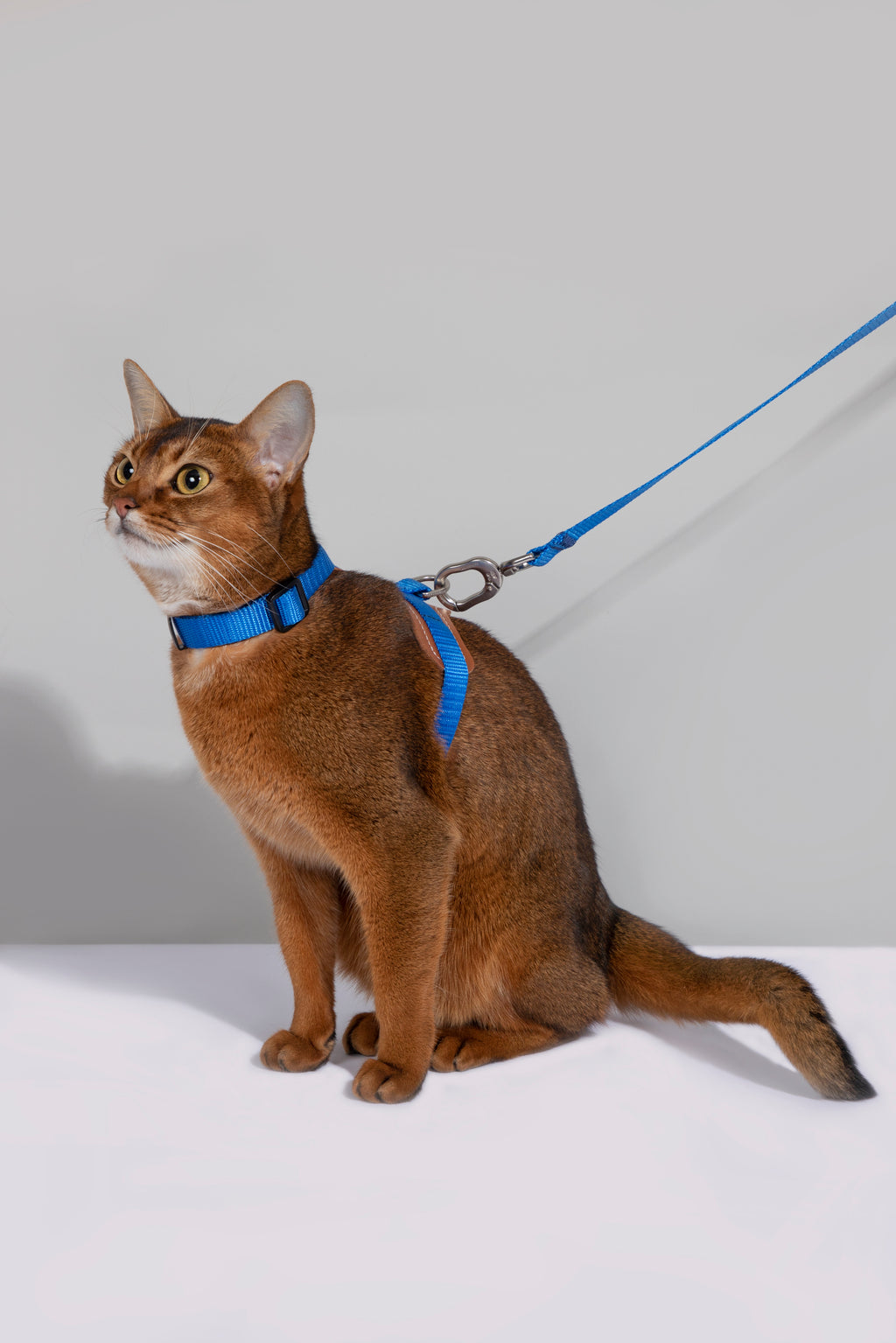Artisan Leather Cat Harness and Leash Set