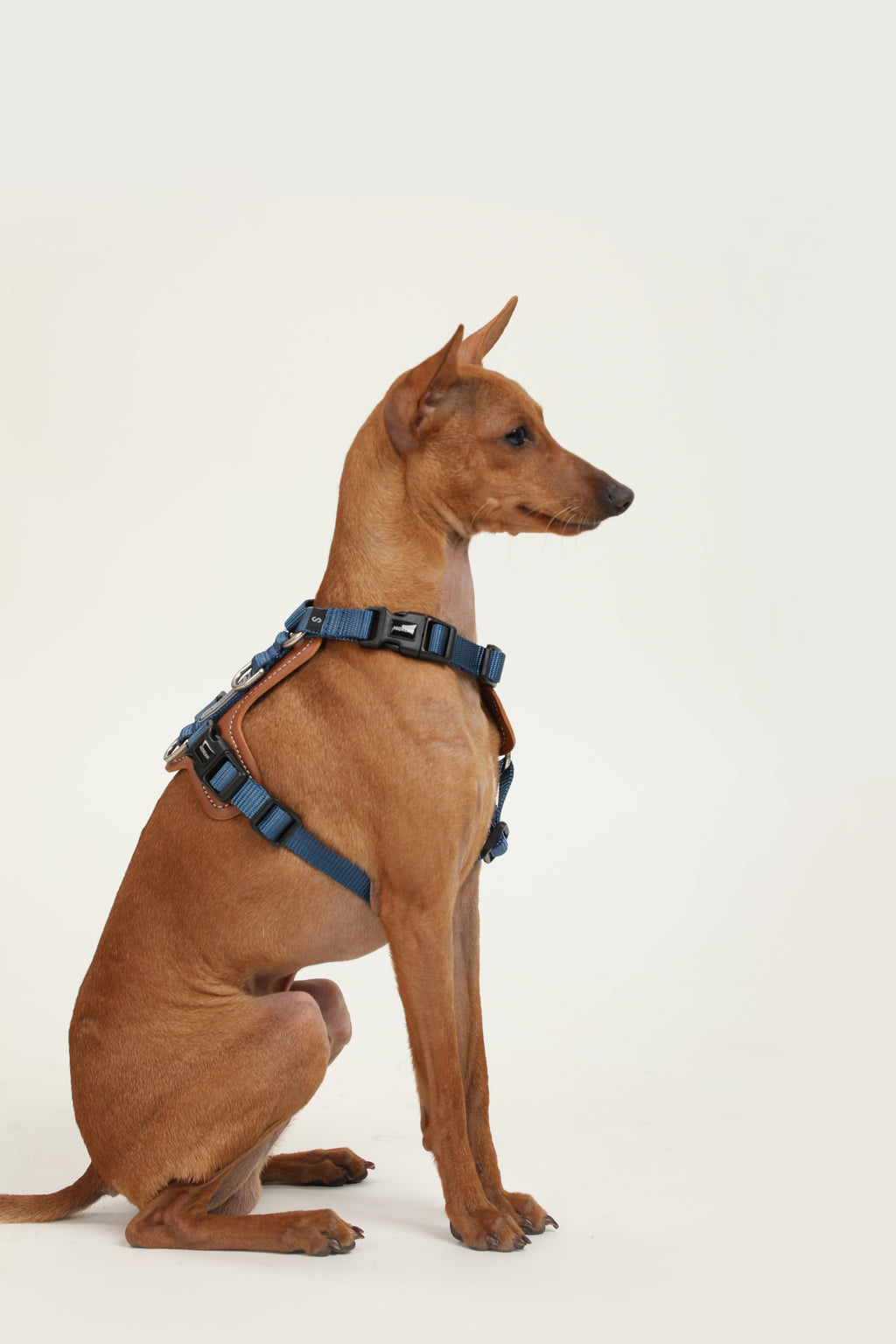 Bobo Series · I-Shaped Harness