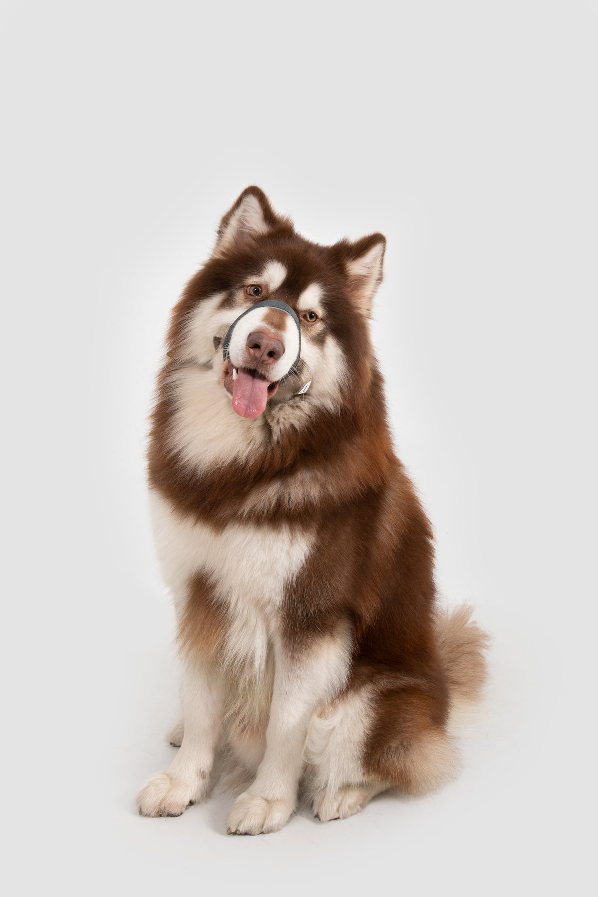 Valley Series – Multi-Functional Training Dog Muzzle