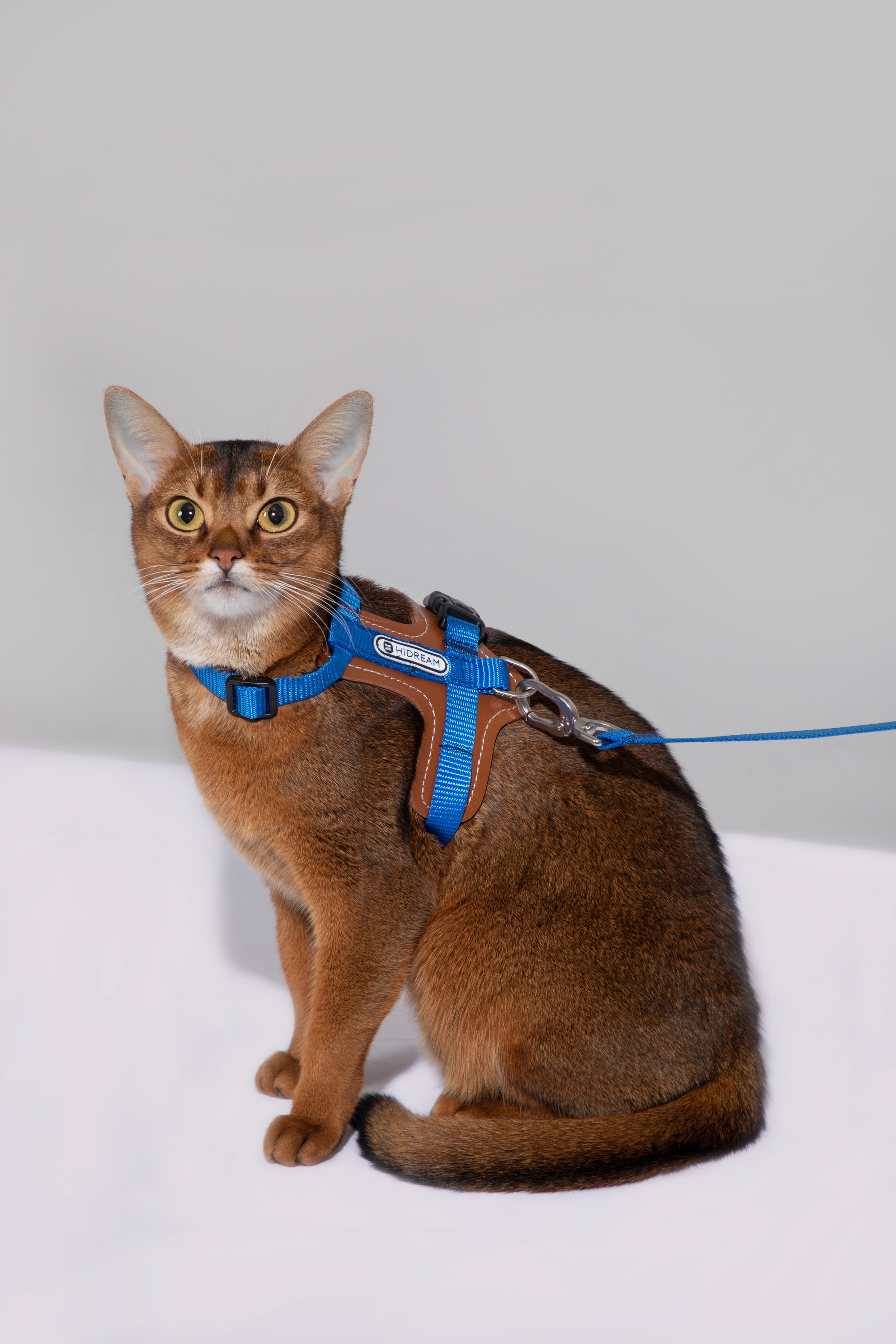 Artisan Leather Cat Harness and Leash Set