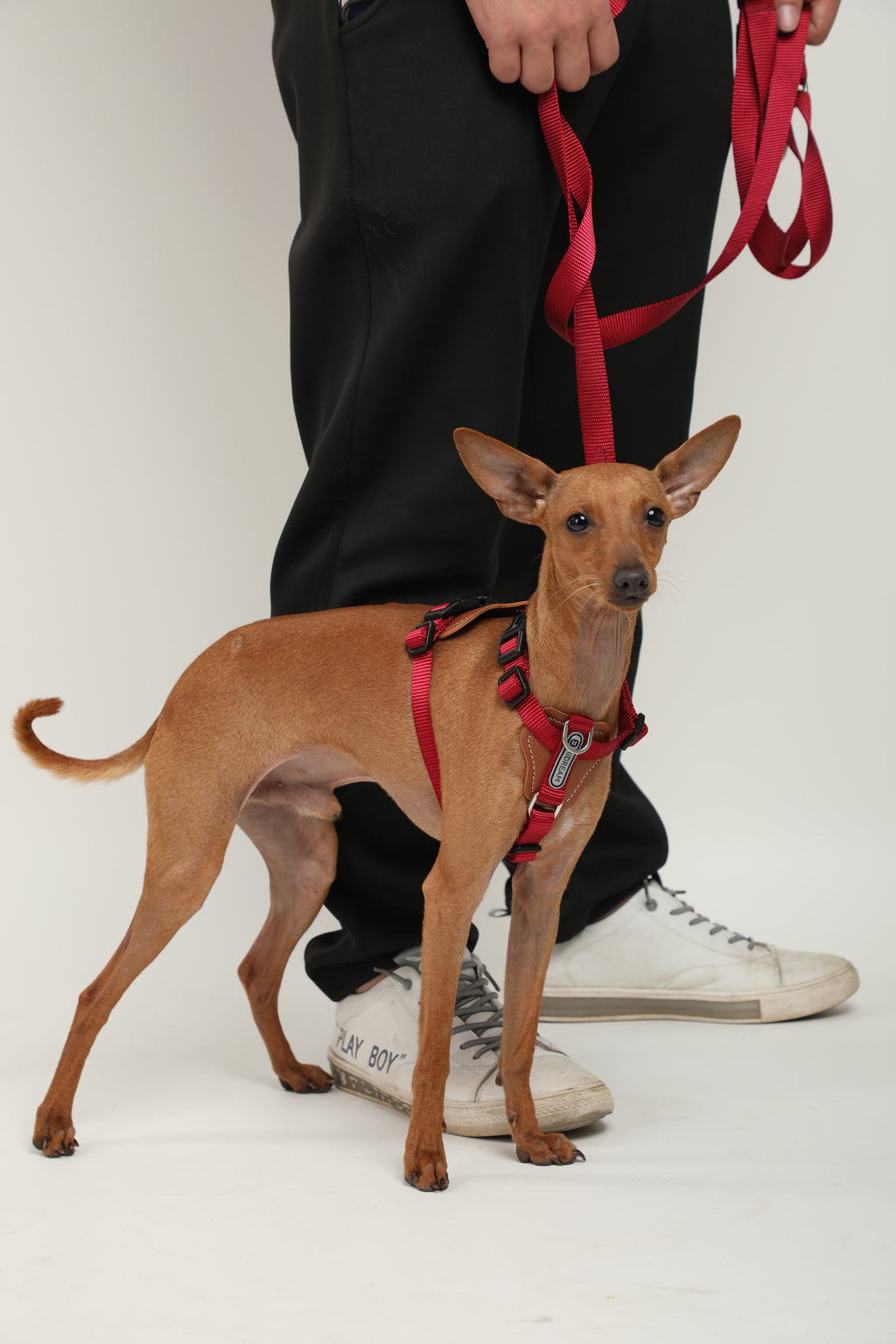 Bobo Series · I-Shaped Harness