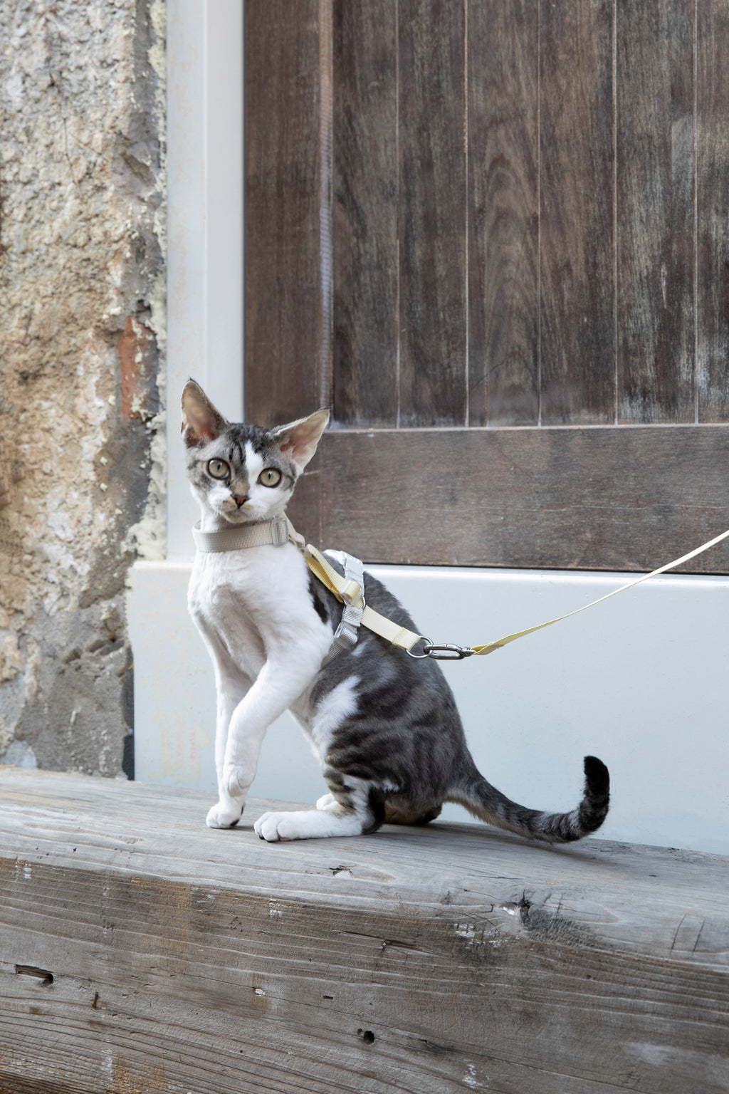 Color-Blocking Cat Harness & Leash Set