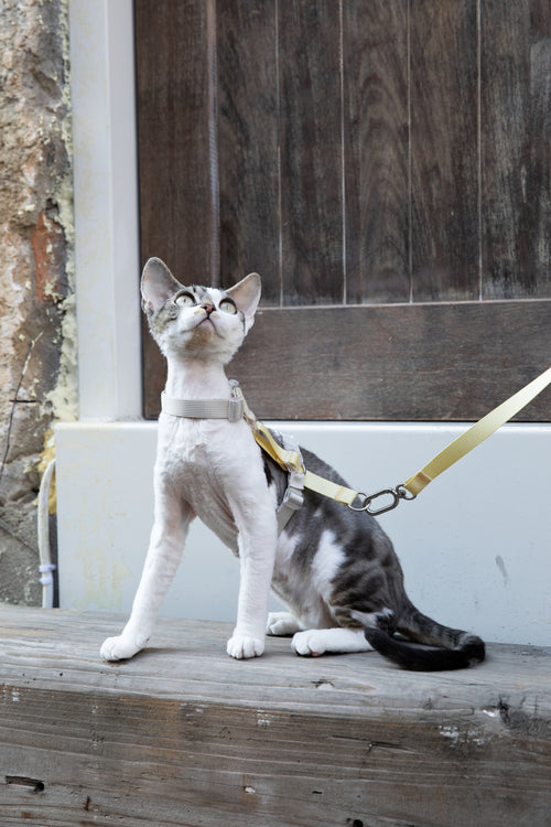 Color-Blocking Cat Harness & Leash Set