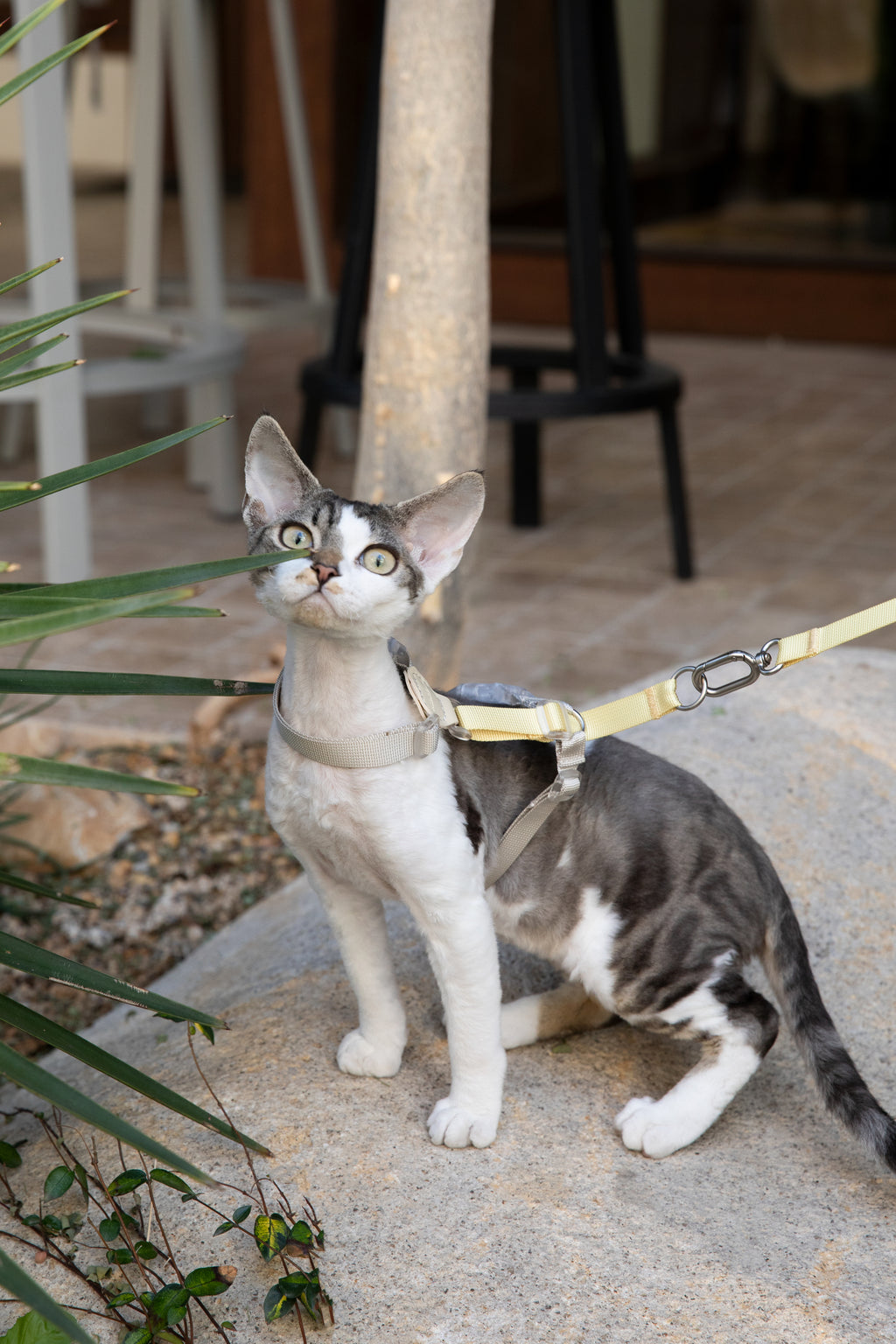 Color-Blocking Cat Harness & Leash Set