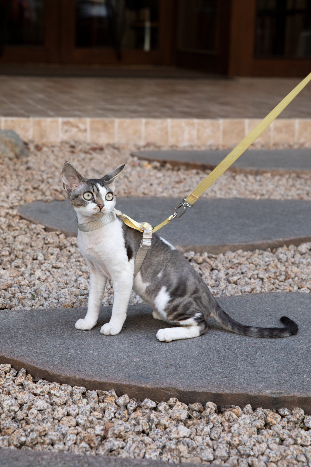 Color-Blocking Cat Harness & Leash Set