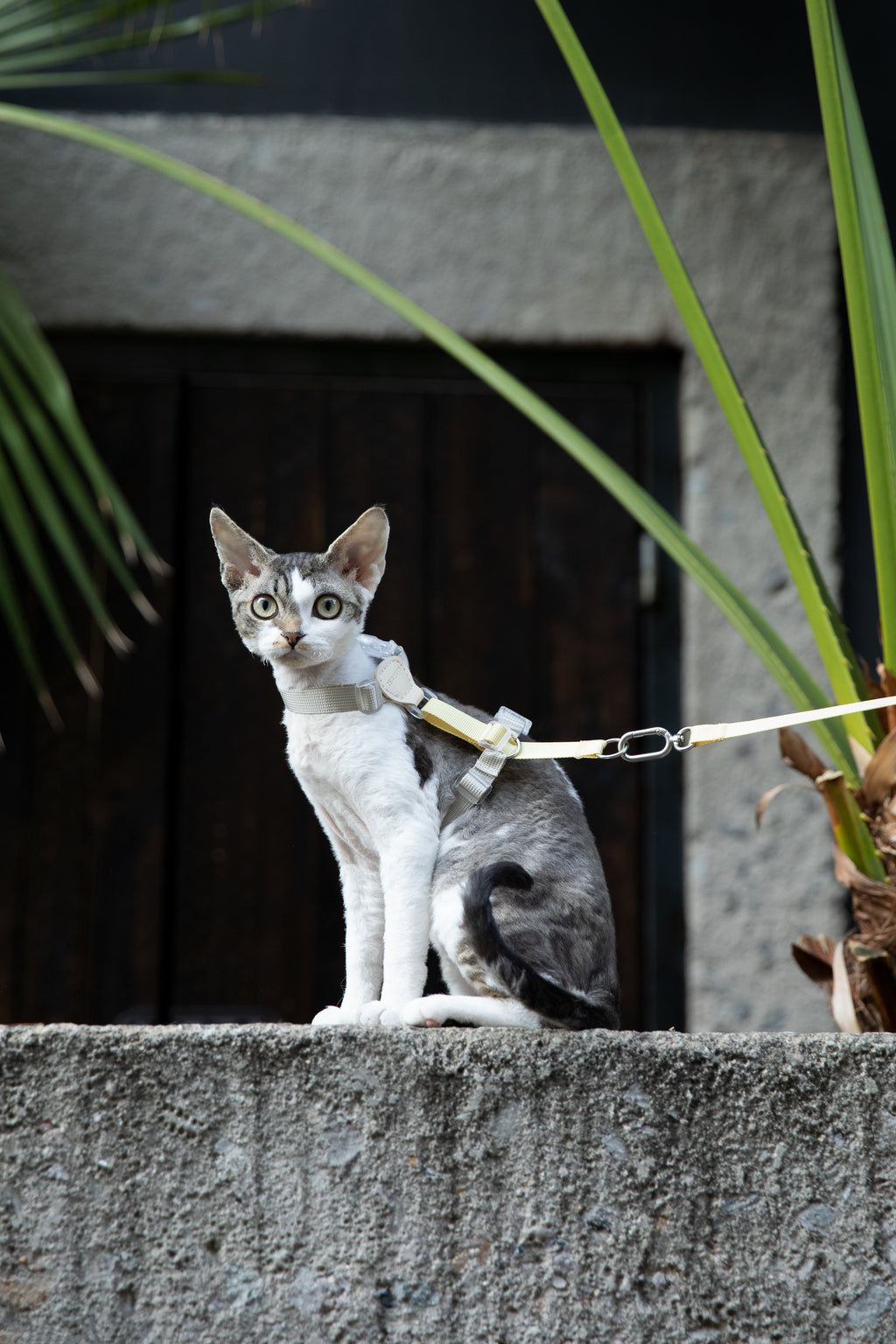 Color-Blocking Cat Harness & Leash Set