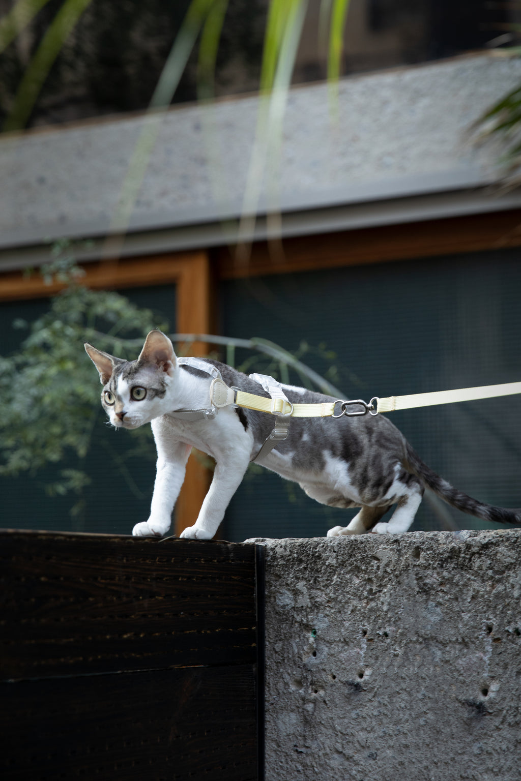 Color-Blocking Cat Harness & Leash Set