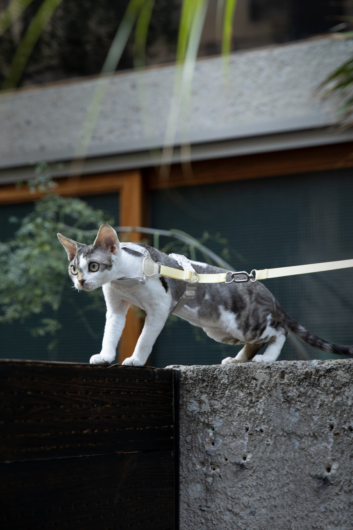 Color-Blocking Cat Harness & Leash Set