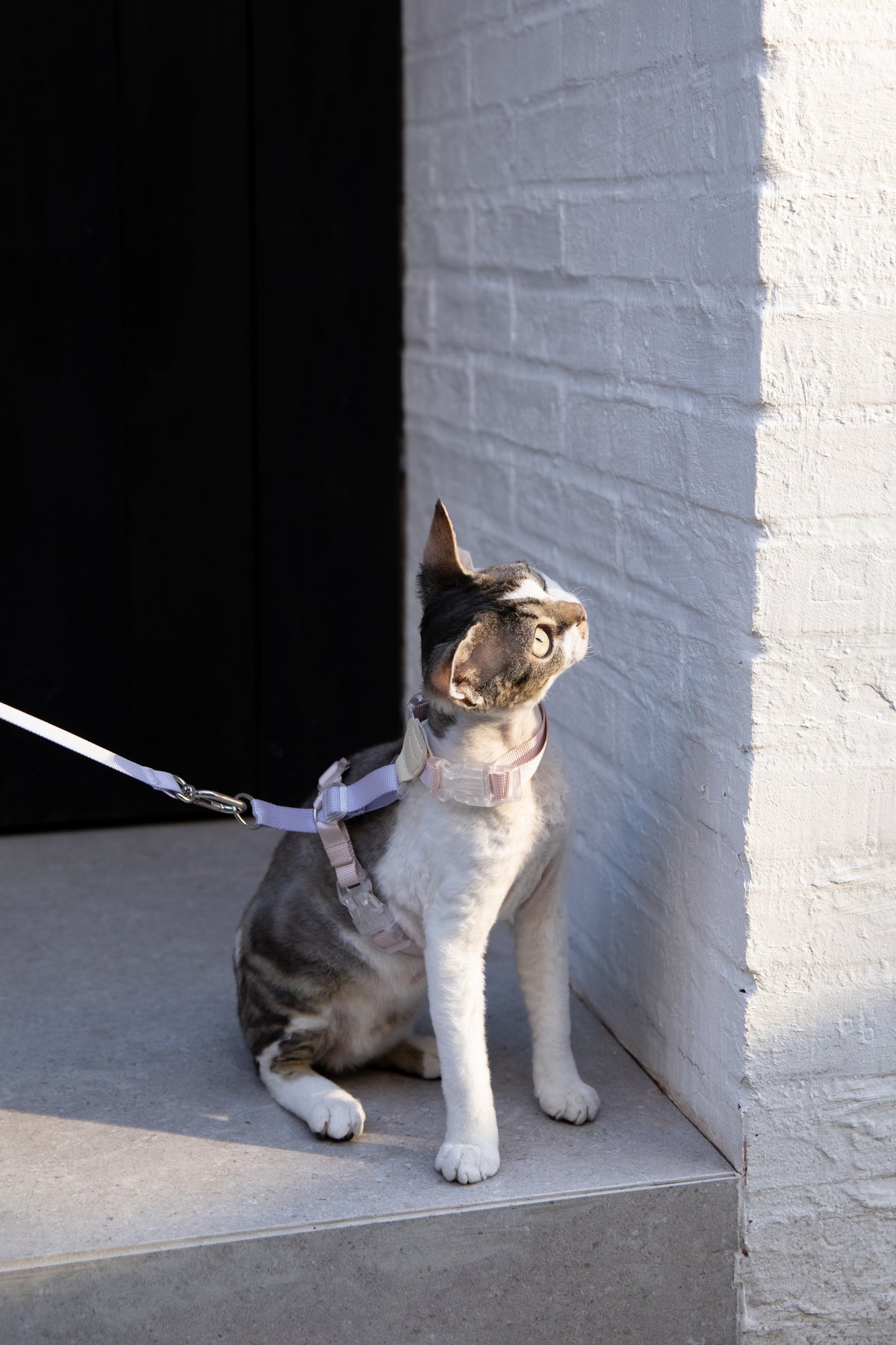 Color-Blocking Cat Harness & Leash Set