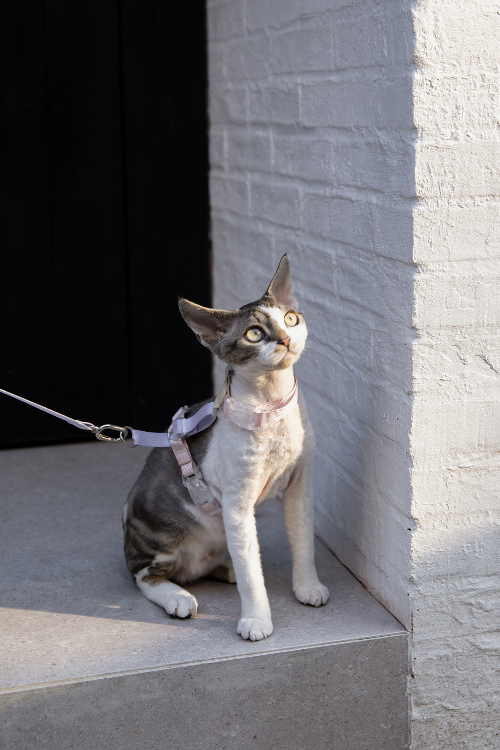 Color-Blocking Cat Harness & Leash Set