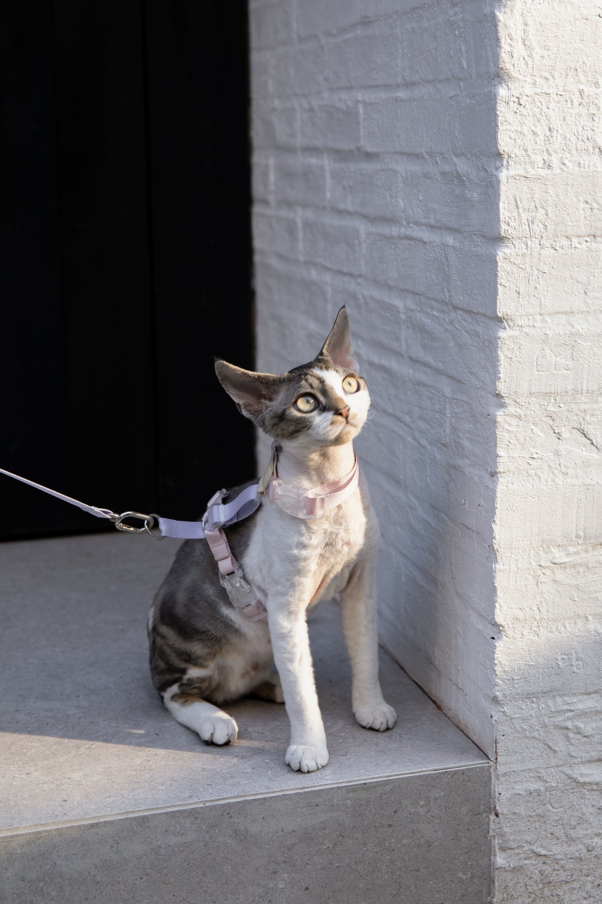 Color-Blocking Cat Harness & Leash Set