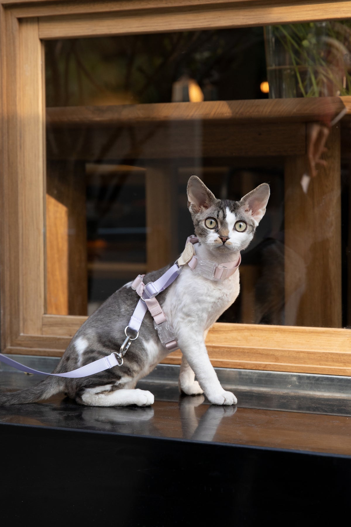 Color-Blocking Cat Harness & Leash Set