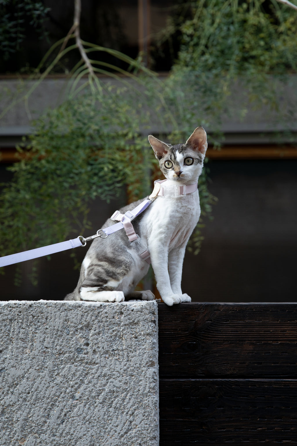 Color-Blocking Cat Harness & Leash Set