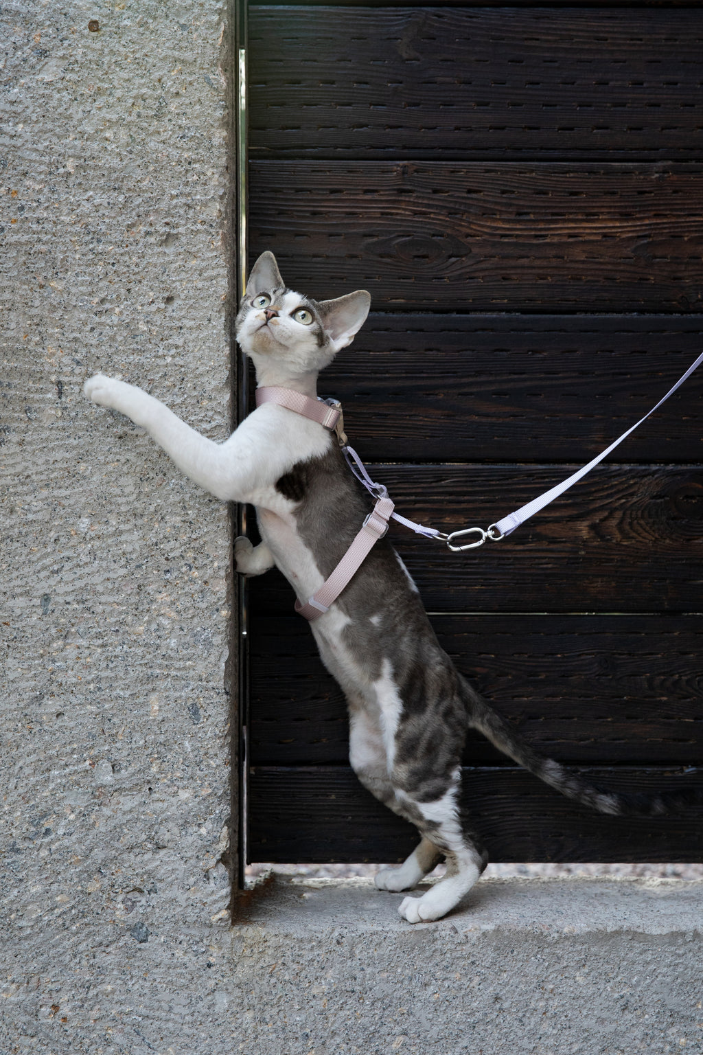 Color-Blocking Cat Harness & Leash Set