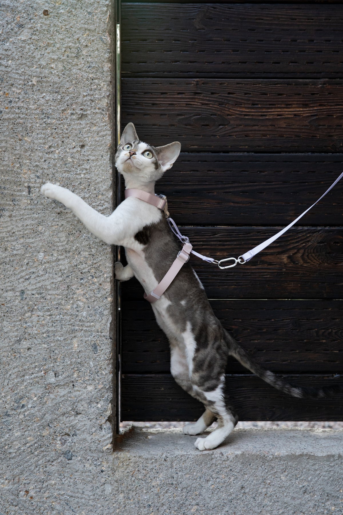 Color-Blocking Cat Harness & Leash Set