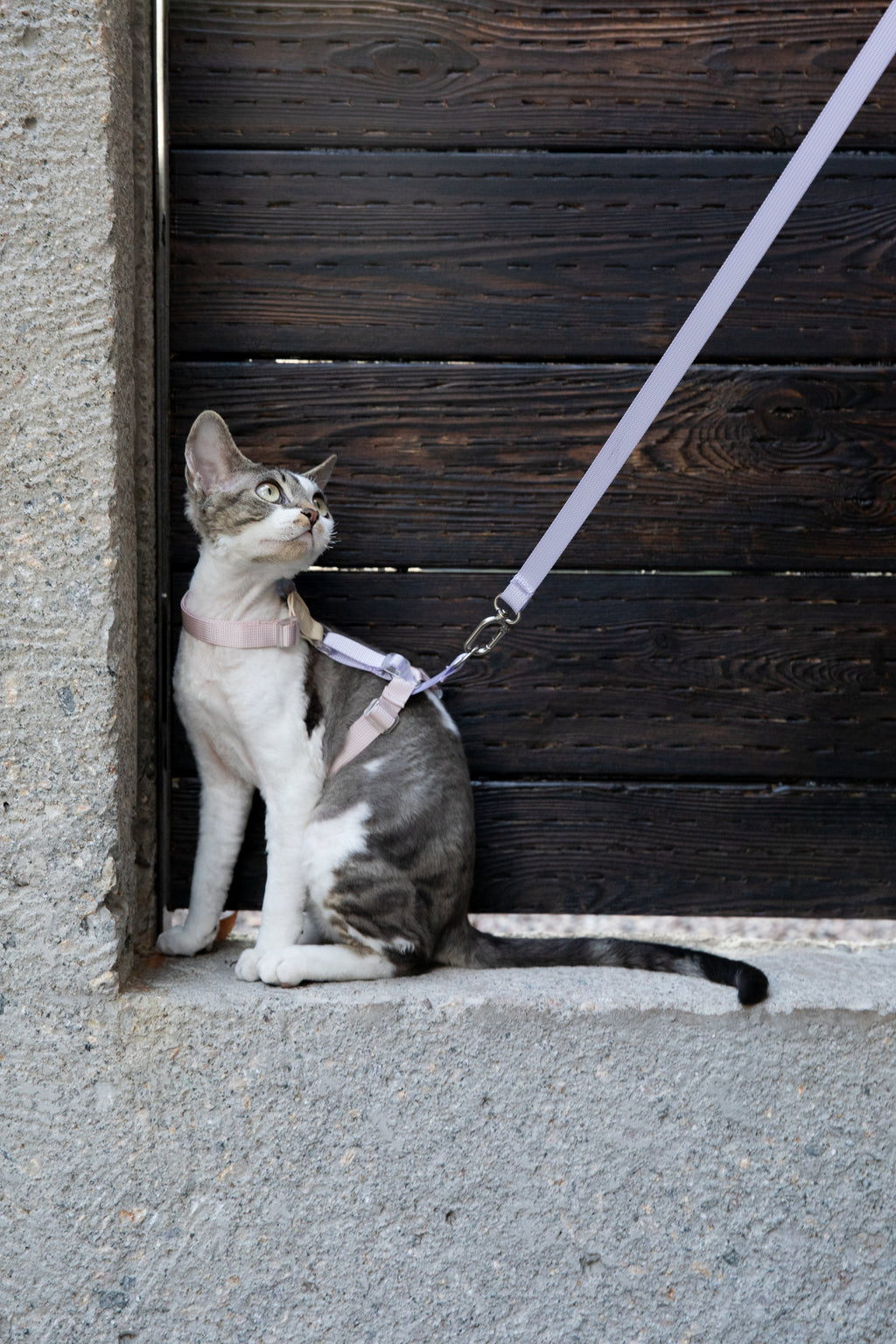 Color-Blocking Cat Harness & Leash Set