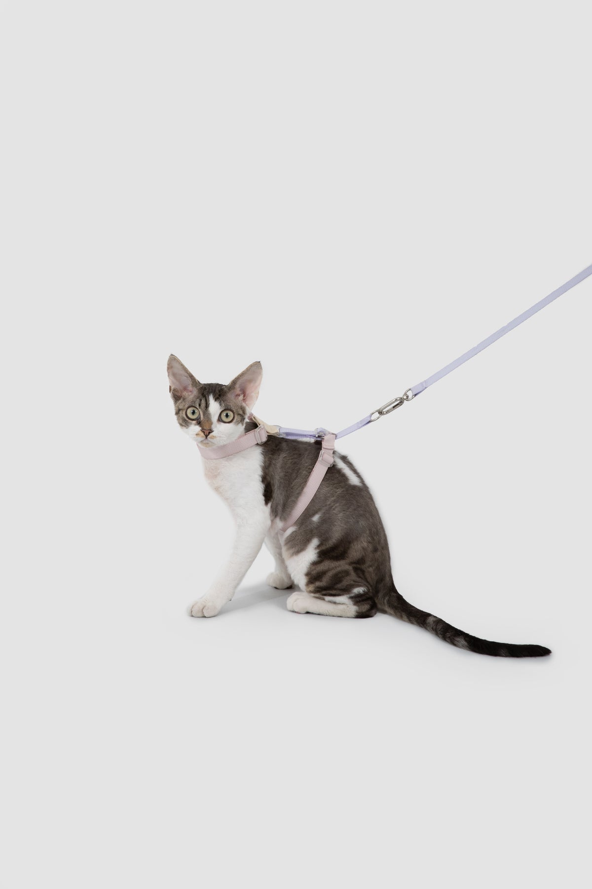Color-Blocking Cat Harness & Leash Set