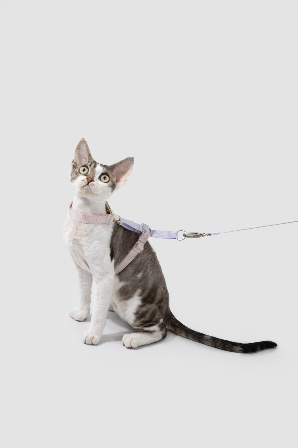 Color-Blocking Cat Harness & Leash Set
