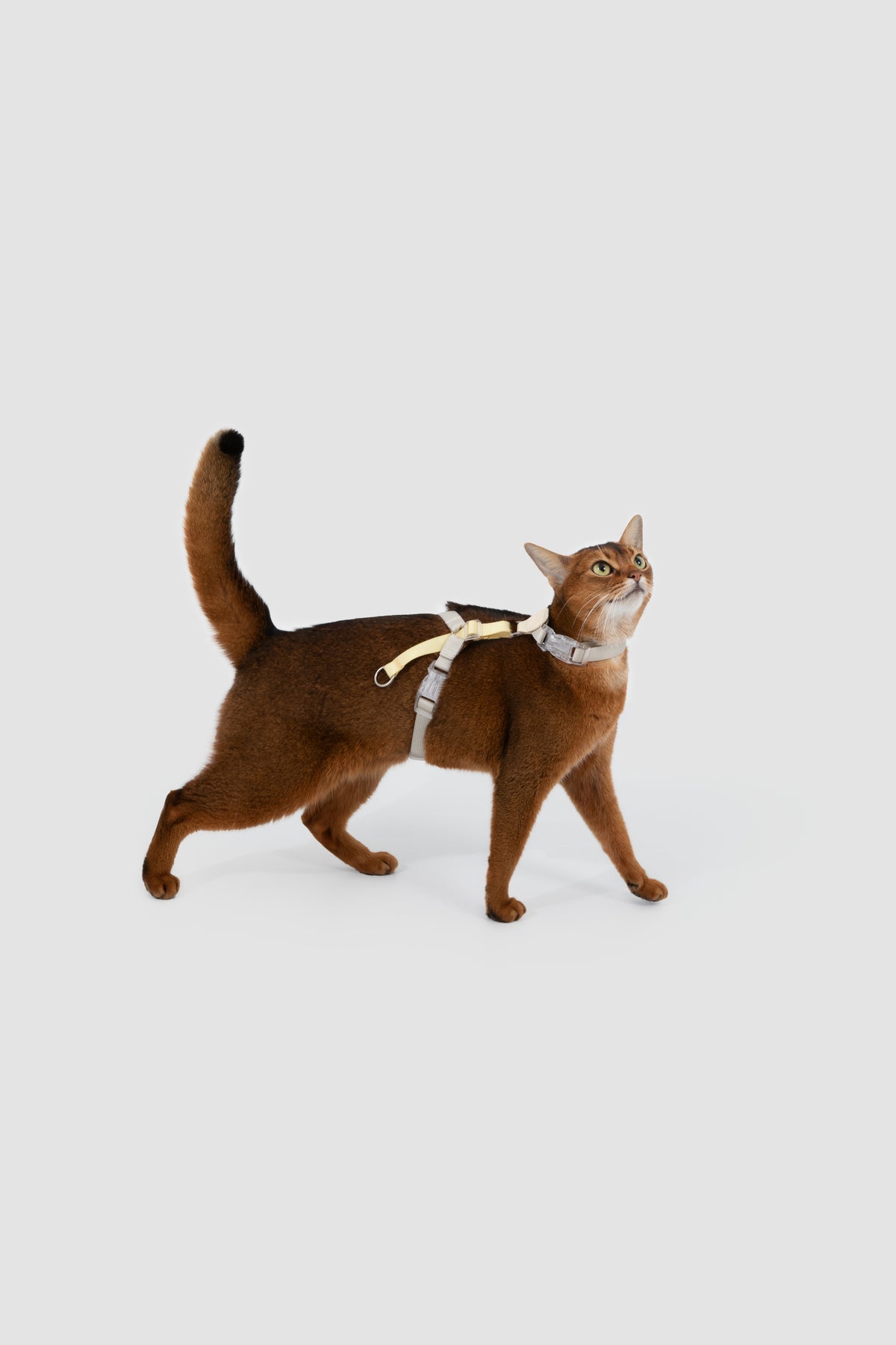 Color-Blocking Cat Harness & Leash Set